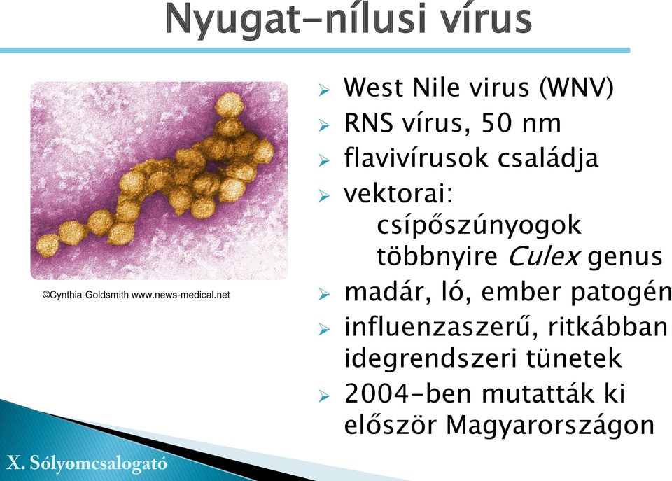 vektorai: csípőszúnyogok többnyire Culex genus madár, ló, ember