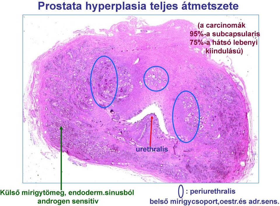 urethralis Külső mirigytömeg, endoderm.