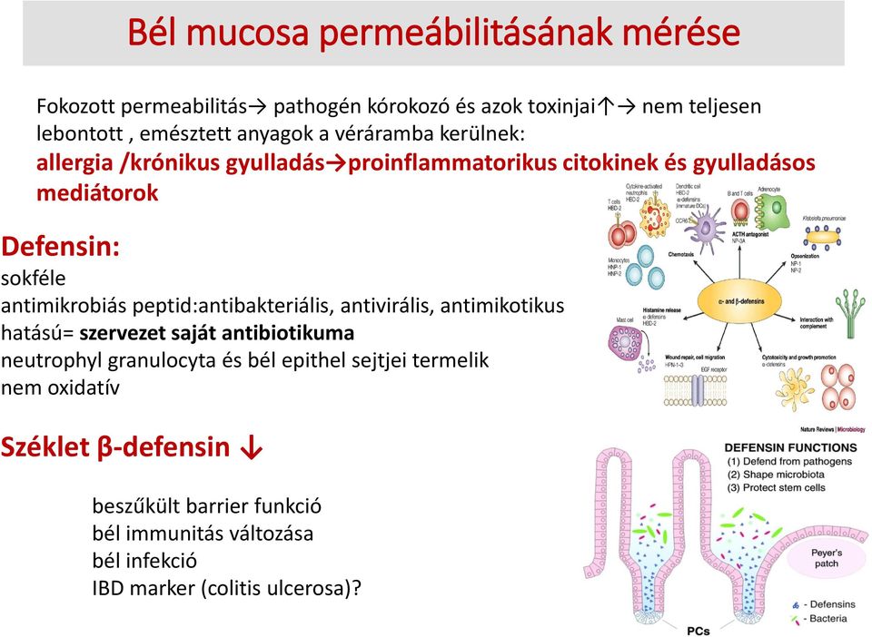 antimikrobiás peptid:antibakteriális, antivirális, antimikotikus hatású= szervezet saját antibiotikuma neutrophyl granulocyta és bél