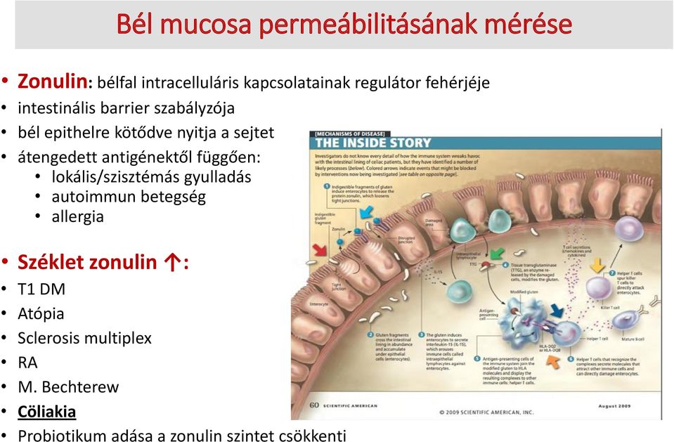 antigénektől függően: lokális/szisztémás gyulladás autoimmun betegség allergia Széklet zonulin :