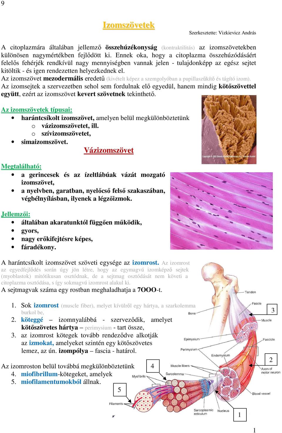 Az izomszövet mezodermális eredetű (kivételt képez a szemgolyóban a pupillaszűkítő és tágító izom).