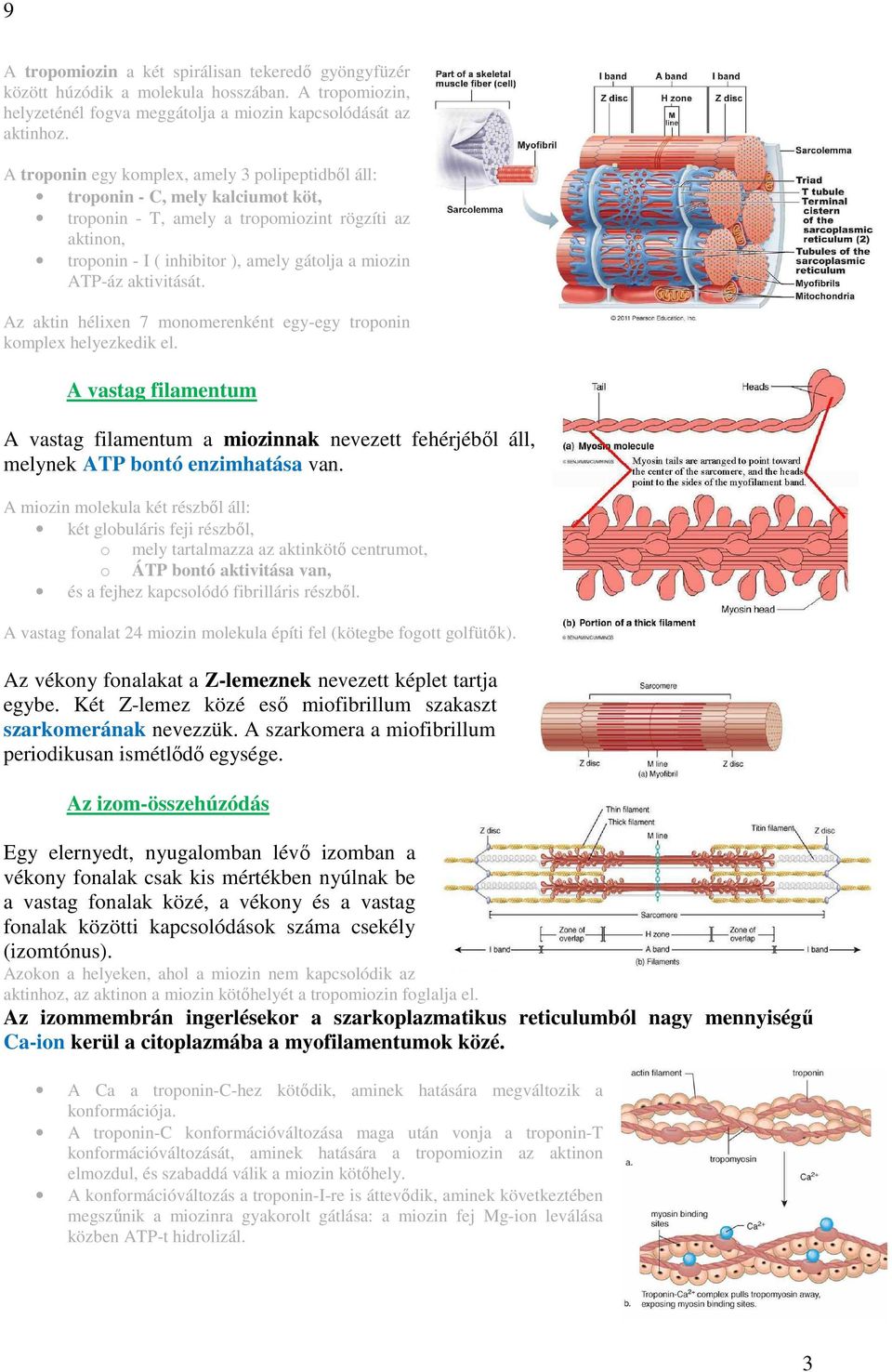 aktivitását. Az aktin hélixen 7 monomerenként egy-egy troponin komplex helyezkedik el. A vastag filamentum A vastag filamentum a miozinnak nevezett fehérjéből áll, melynek ATP bontó enzimhatása van.