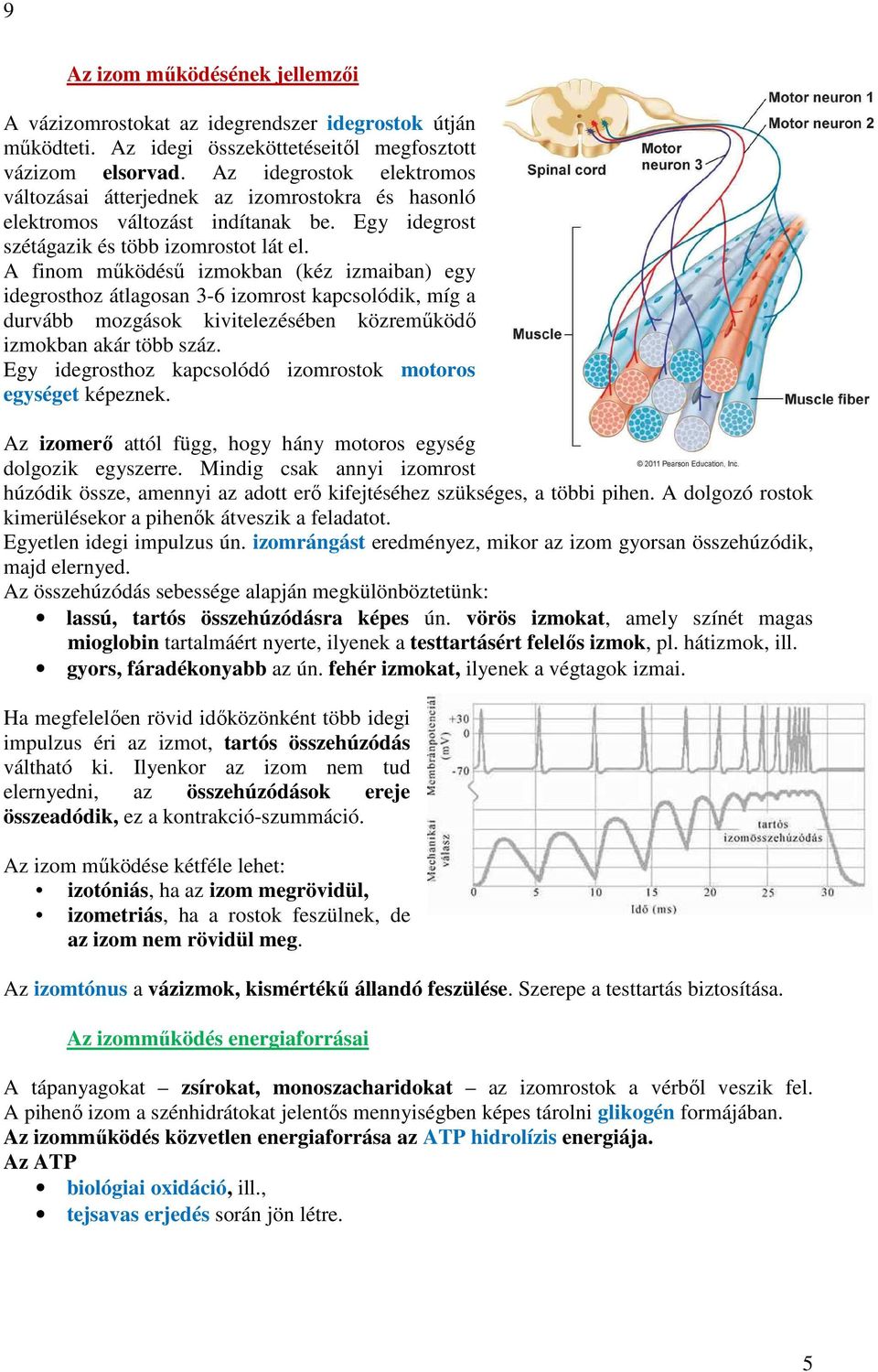 A finom működésű izmokban (kéz izmaiban) egy idegrosthoz átlagosan 3-6 izomrost kapcsolódik, míg a durvább mozgások kivitelezésében közreműködő izmokban akár több száz.