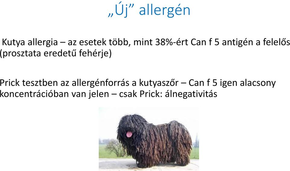 Prick tesztben az allergénforrás a kutyaszőr Can f 5