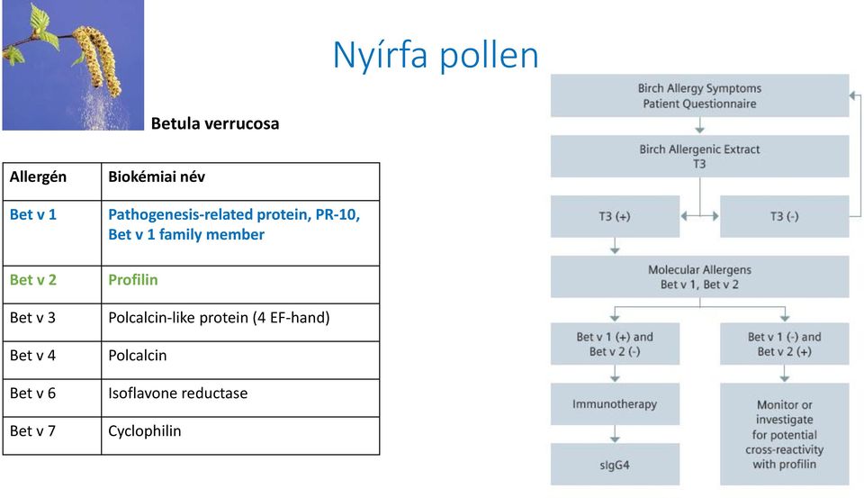 protein, PR-10, Bet v 1 family member Profilin Polcalcin-like