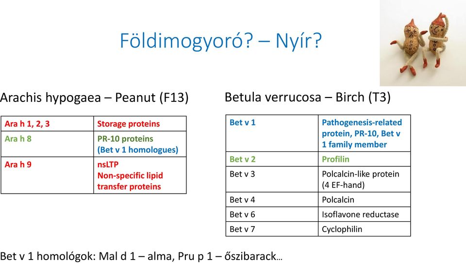 proteins (Bet v 1 homologues) nsltp Non-specific lipid transfer proteins Bet v 1 Bet v 2 Bet v 3 Bet v 4