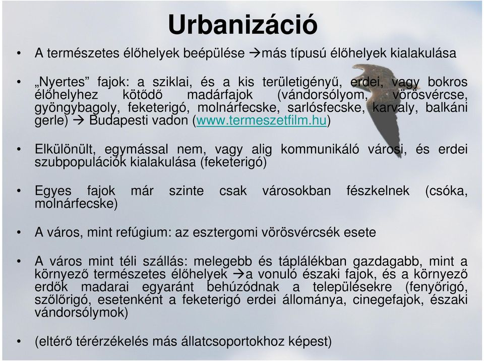 hu) Elkülönült, egymással nem, vagy alig kommunikáló városi, és erdei szubpopulációk kialakulása (feketerigó) Egyes fajok már szinte csak városokban fészkelnek (csóka, molnárfecske) A város, mint