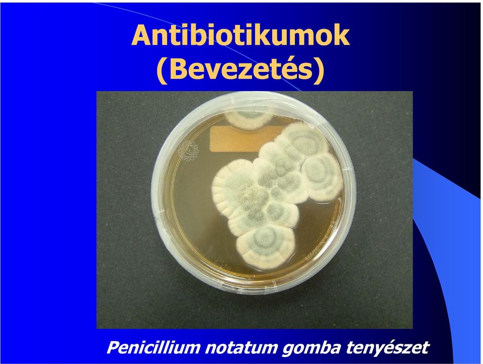 Penicillium