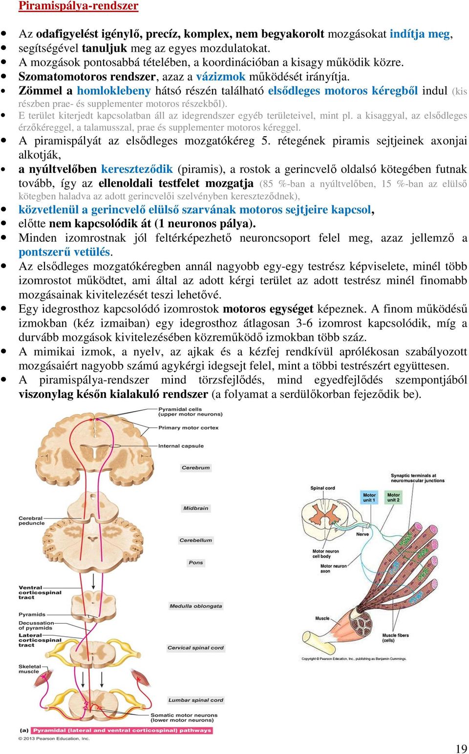 Zömmel a homloklebeny hátsó részén található elsődleges motoros kéregből indul (kis részben prae- és supplementer motoros részekből).