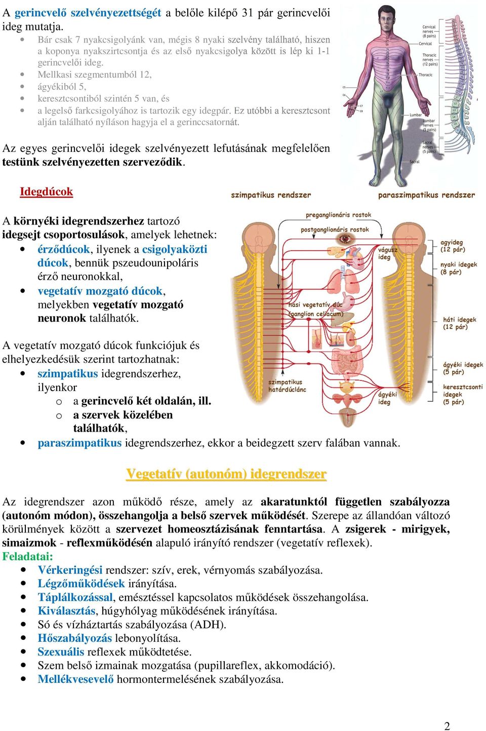 Mellkasi szegmentumból 12, ágyékiból 5, keresztcsontiból szintén 5 van, és a legelső farkcsigolyához is tartozik egy idegpár.