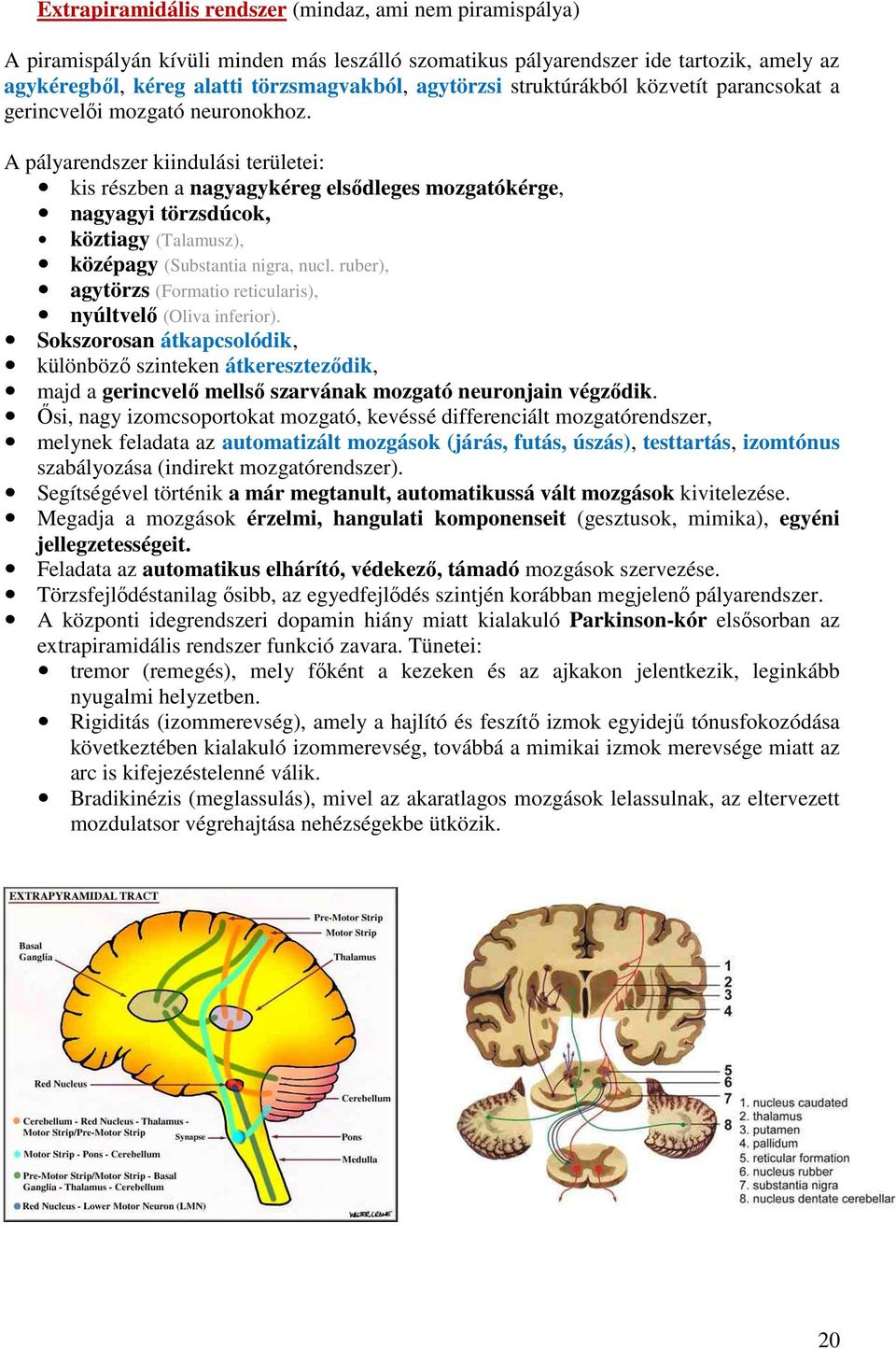 A pályarendszer kiindulási területei: kis részben a nagyagykéreg elsődleges mozgatókérge, nagyagyi törzsdúcok, köztiagy (Talamusz), középagy (Substantia nigra, nucl.