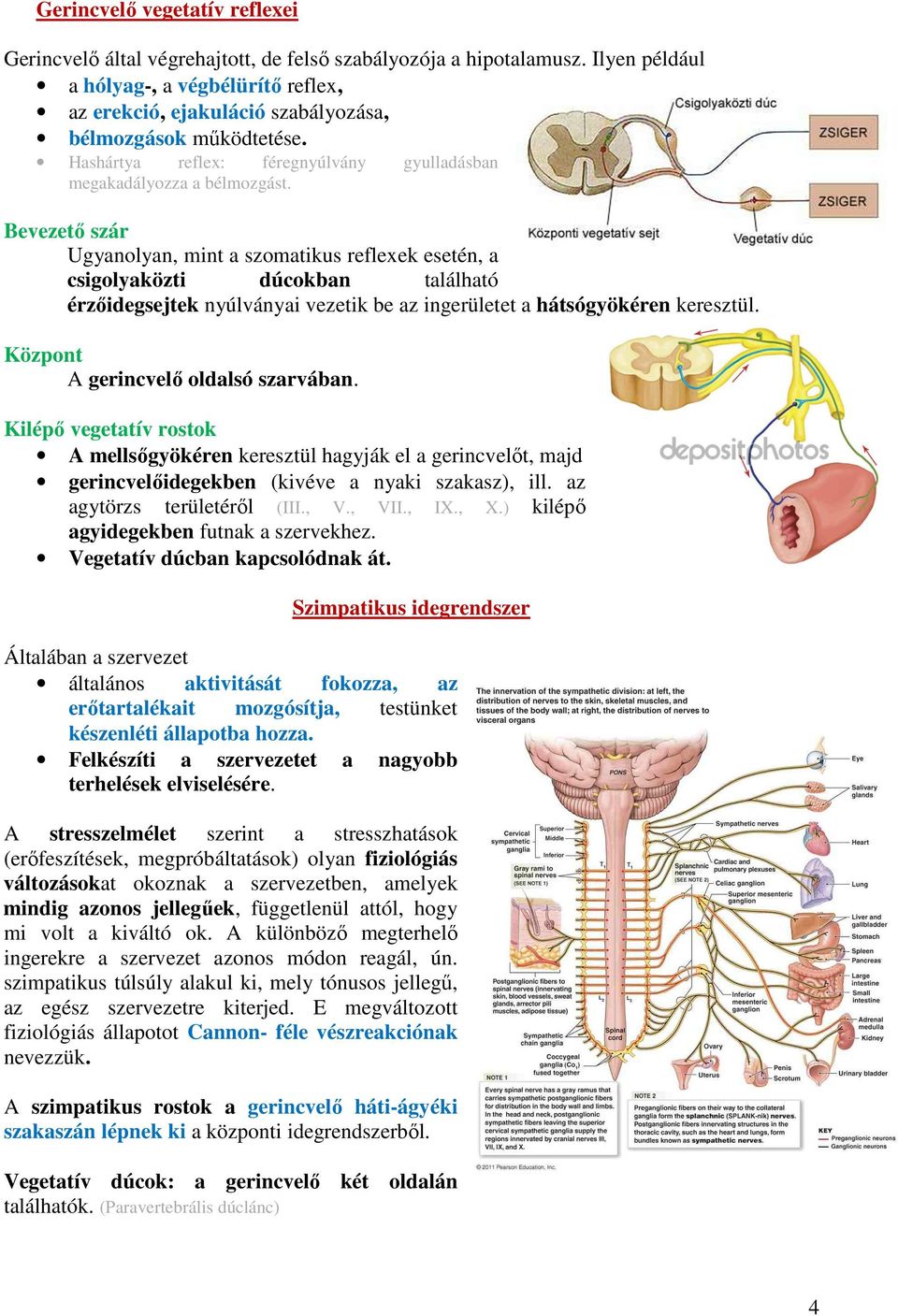 Bevezető szár Ugyanolyan, mint a szomatikus reflexek esetén, a csigolyaközti dúcokban található érzőidegsejtek nyúlványai vezetik be az ingerületet a hátsógyökéren keresztül.