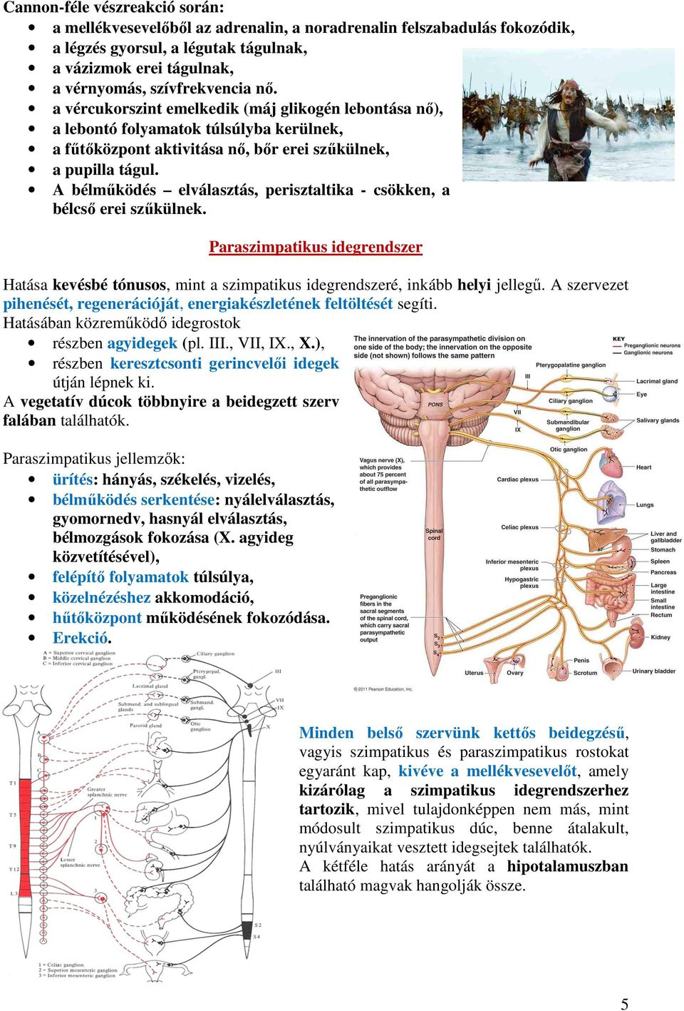 A bélműködés elválasztás, perisztaltika - csökken, a bélcső erei szűkülnek. Paraszimpatikus idegrendszer Hatása kevésbé tónusos, mint a szimpatikus idegrendszeré, inkább helyi jellegű.
