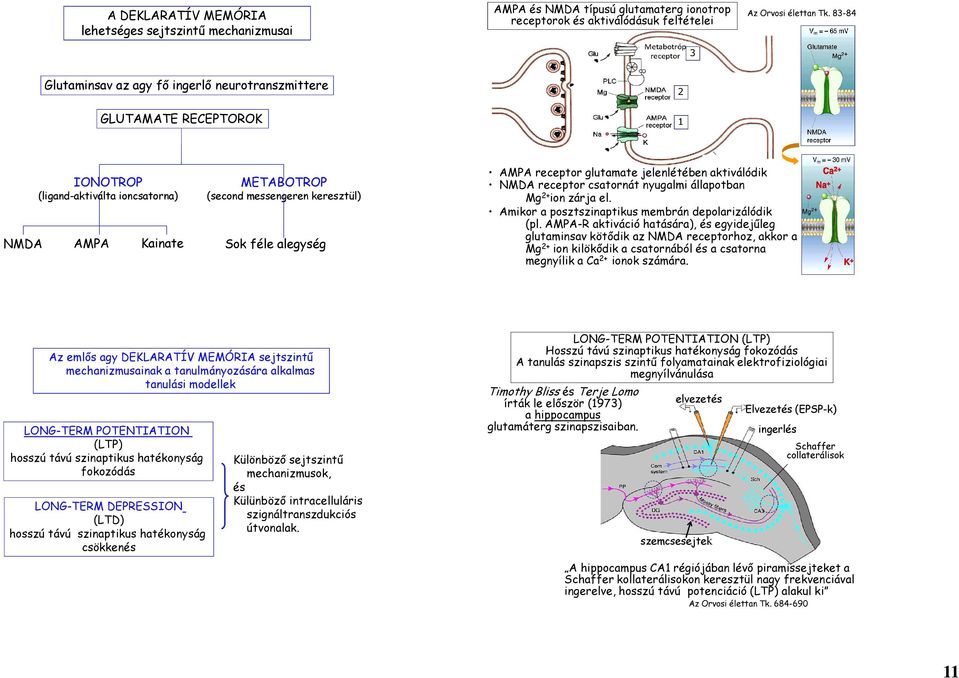 AMPA receptor glutamate jelenlétében aktiválódik NMDA receptor csatornát nyugalmi állapotban Mg 2+ ion zárja el. Amikor a posztszinaptikus membrán depolarizálódik (pl.
