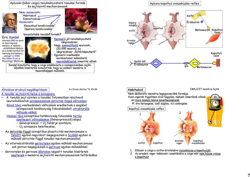 Nagy, azonosítható neuronok, established Aplysia (20 000 neuron), az as a model system for idegrendszer feltérképezhető learning and memory.