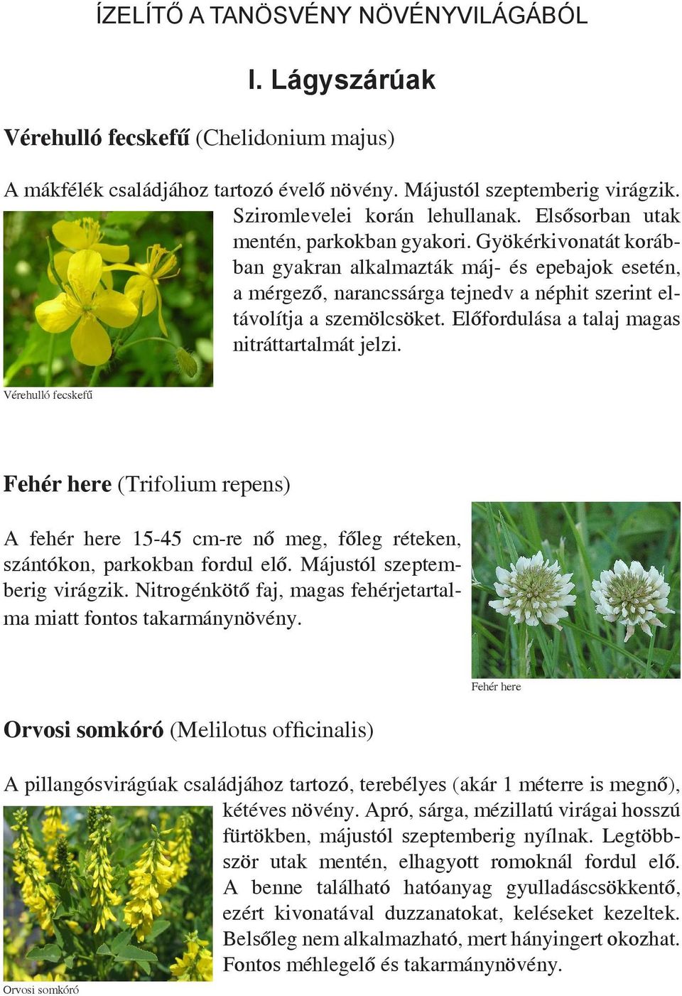 Előfordulása a talaj magas nitráttartalmát jelzi. Vérehulló fecskefű Fehér here (Trifolium repens) A fehér here 15-45 cm-re nő meg, főleg réteken, szántókon, parkokban fordul elő.