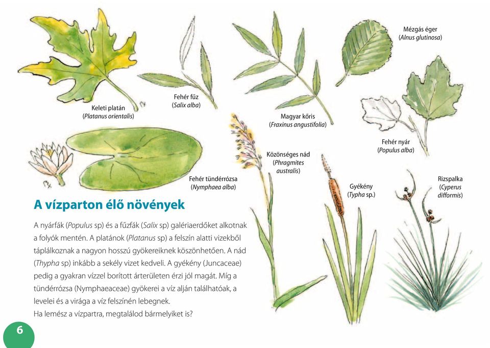 A platánok (Platanus sp) a felszín alatti vizekből táplálkoznak a nagyon hosszú gyökereiknek köszönhetően. A nád (Thypha sp) inkább a sekély vizet kedveli.