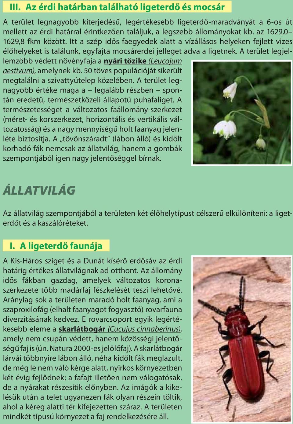 A terület legjellemzőbb védett növényfaja a nyári tőzike (Leucojum aestivum), amelynek kb. 50 töves populációját sikerült megtalálni a szivattyútelep közelében.