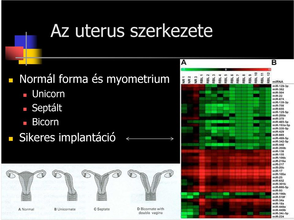 myometrium Unicorn