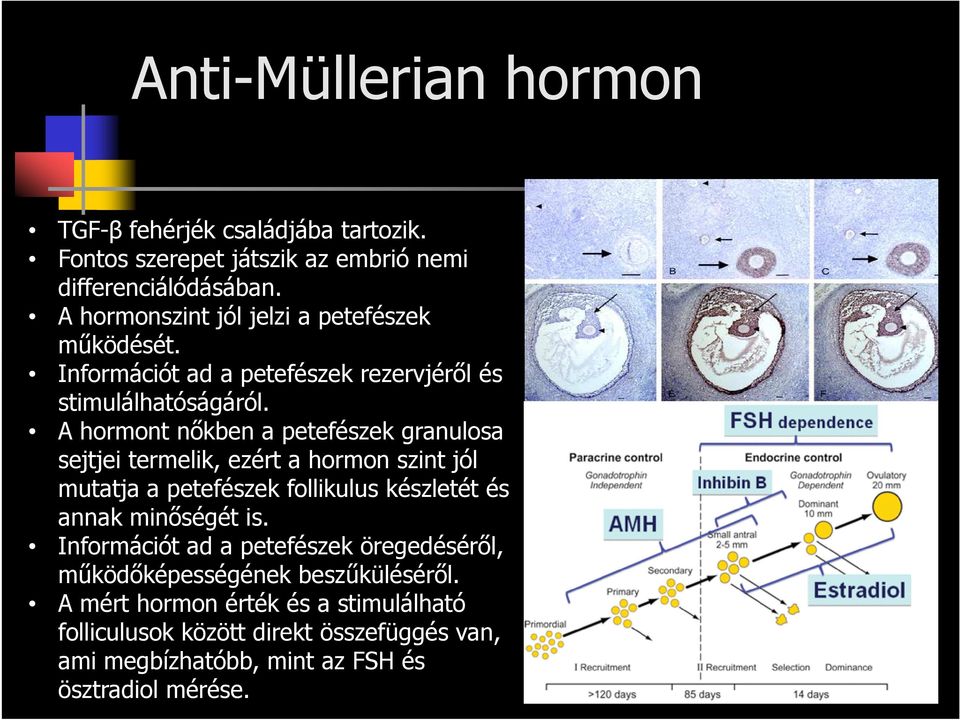 A hormont nőkben a petefészek granulosa sejtjei termelik, ezért a hormon szint jól mutatja a petefészek follikulus készletét és annak minőségét is.