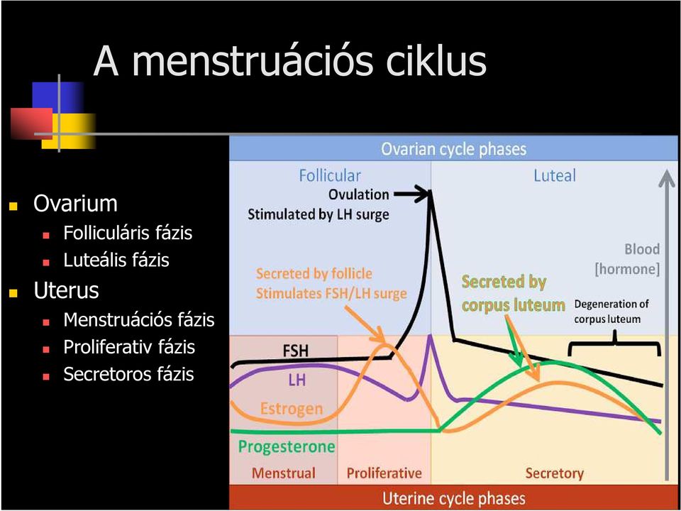 fázis Uterus Menstruációs fázis