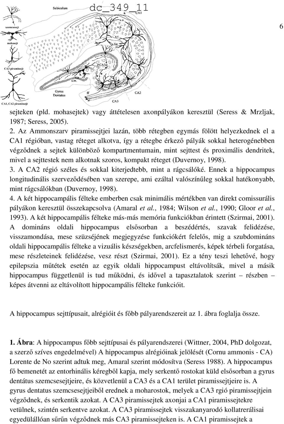 Az Ammonszarv piramissejtjei lazán, több rétegben egymás fölött helyezkednek el a CA1 régióban, vastag réteget alkotva, így a rétegbe érkező pályák sokkal heterogénebben végződnek a sejtek különböző