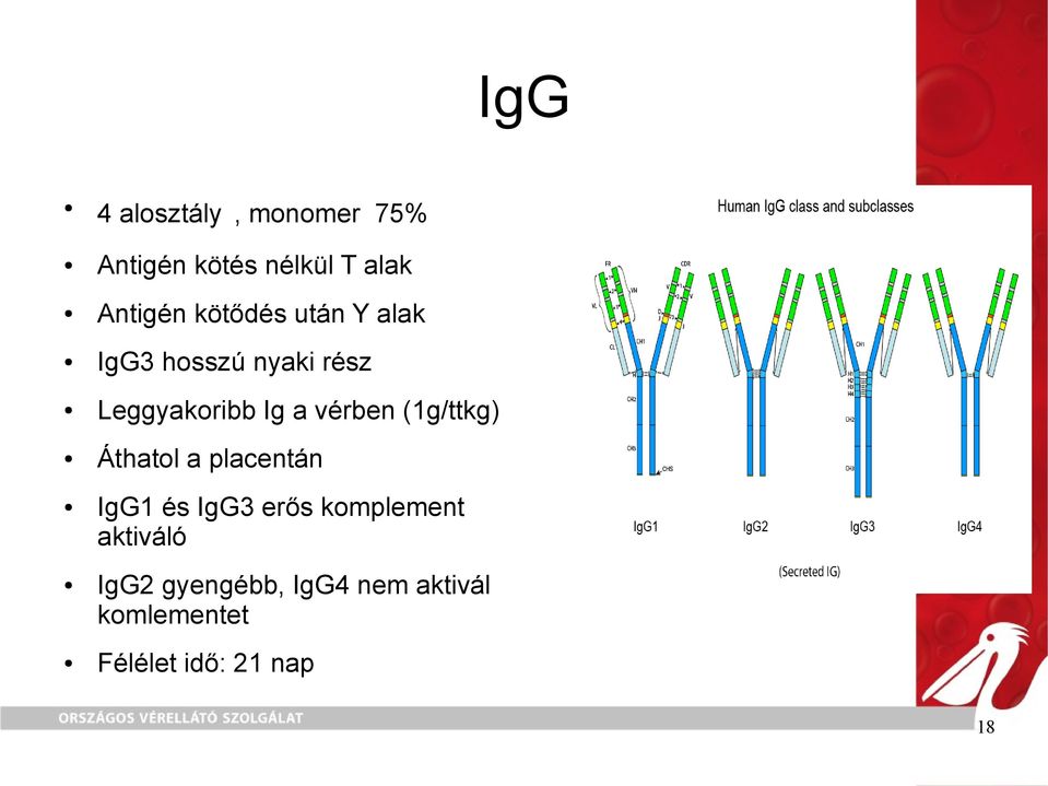 vérben (1g/ttkg) Áthatol a placentán IgG1 és IgG3 erős komplement