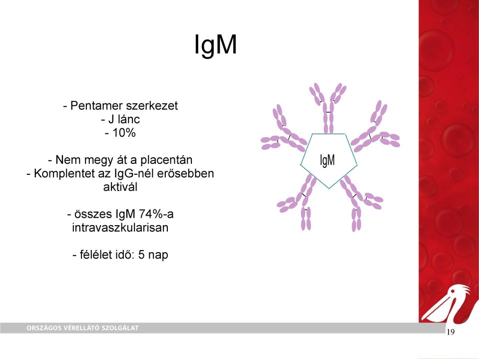 IgG-nél erősebben aktivál - összes IgM