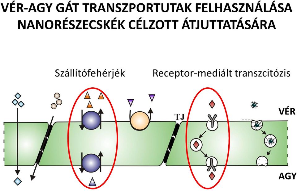 CÉLZOTT ÁTJUTTATÁSÁRA