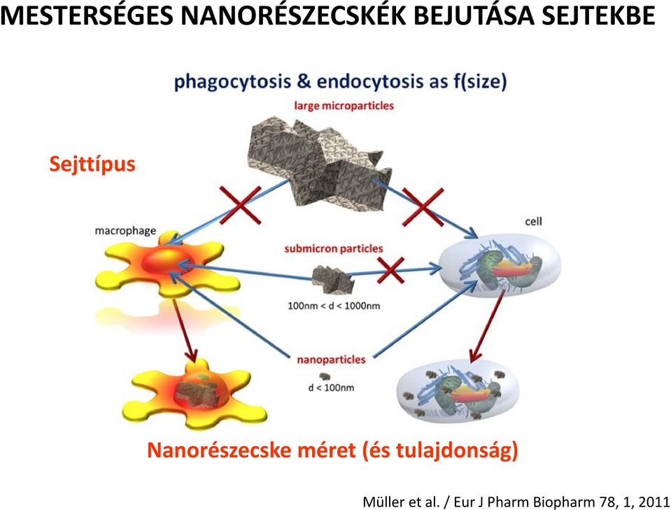 Nanorészecske méret (és