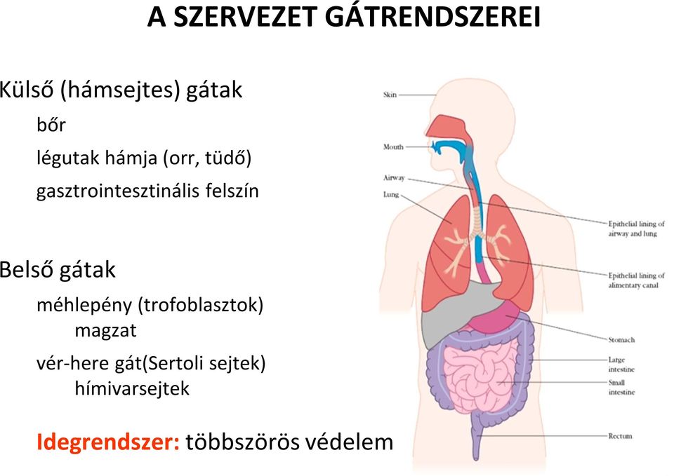 Belső gátak méhlepény (trofoblasztok) magzat vér-here