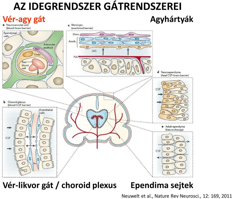 choroid plexus Ependima sejtek