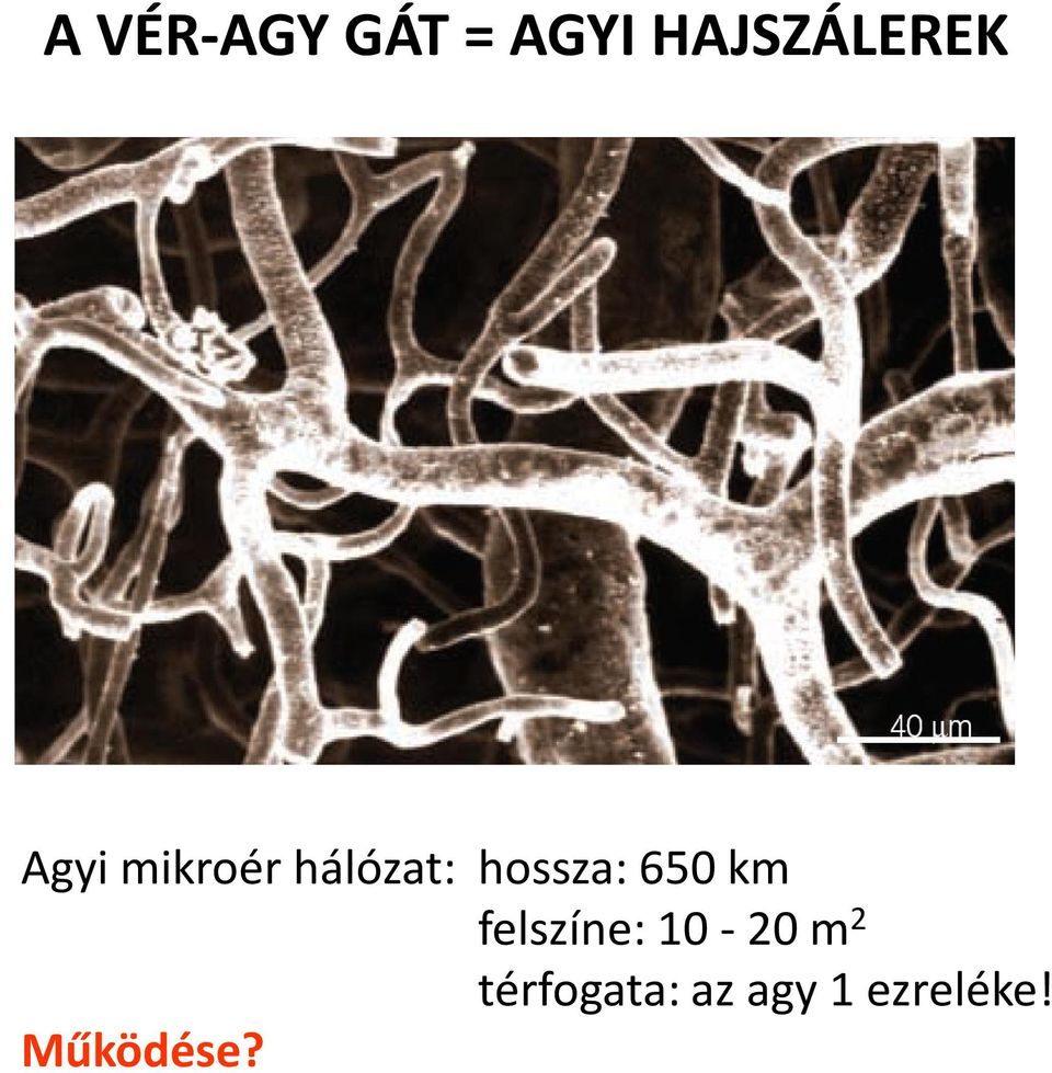 650 km felszíne: 10-20 m 2