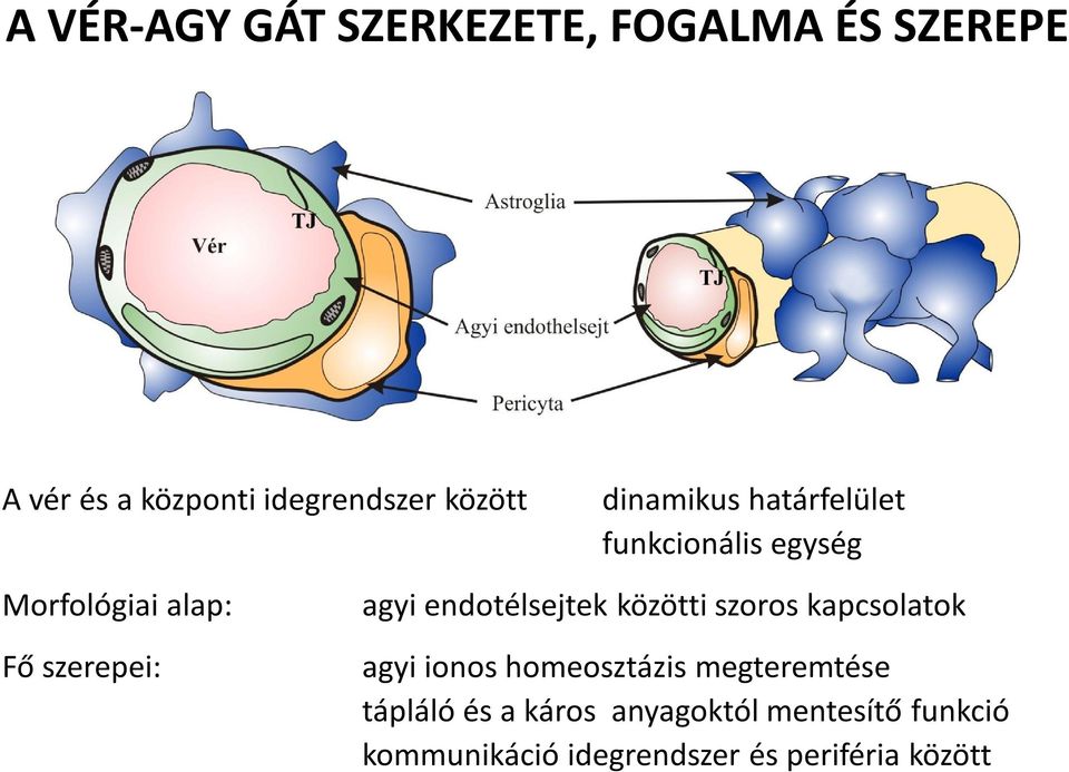agyi endotélsejtek közötti szoros kapcsolatok agyi ionos homeosztázis megteremtése