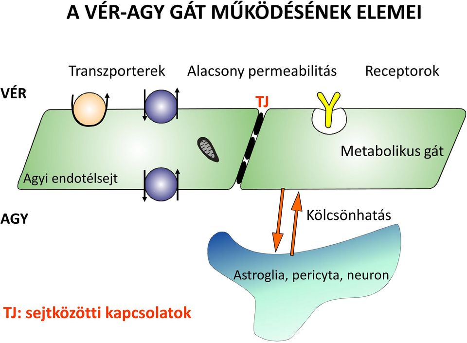 Receptorok Metabolikus gát Agyi endotélsejt AGY