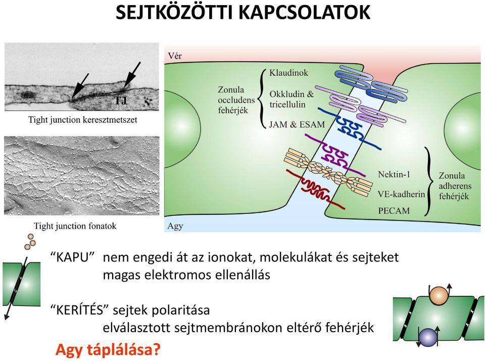 elektromos ellenállás KERÍTÉS sejtek polaritása
