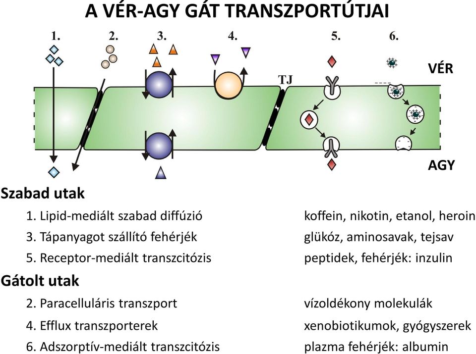 Tápanyagot szállító fehérjék glükóz, aminosavak, tejsav 5.