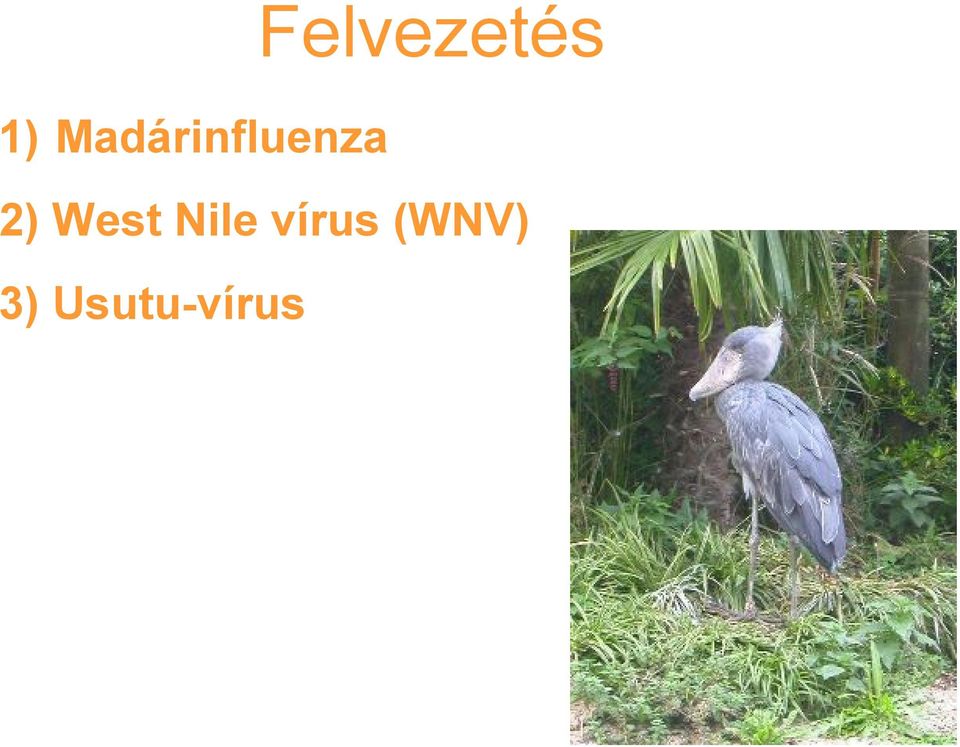 2) West Nile