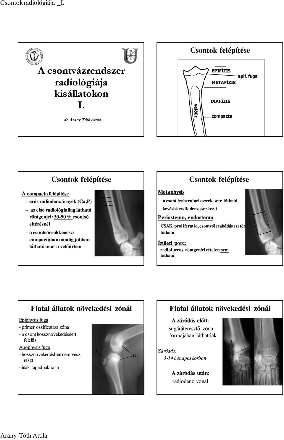 mint a velıőrben Metaphysis Csontok felépítése a csont trabecularis szerkezete látható kevésbé radiodenz szerkezet Periosteum, endosteum CSAK proliferatio, csontsólerakódás esetén látható Ízületi