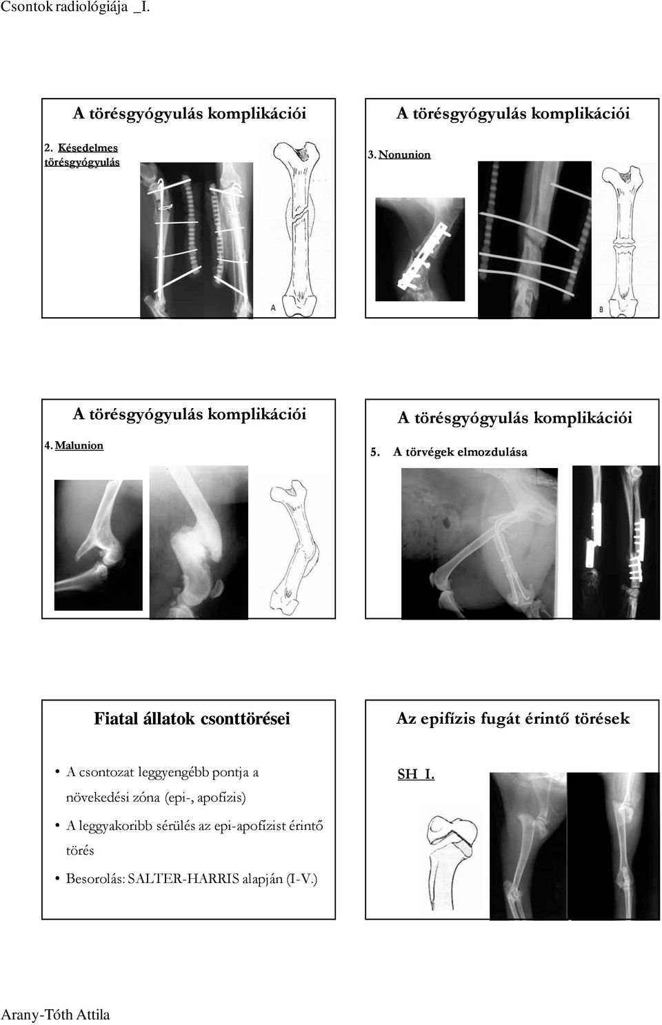 A törvégek elmozdulása Fiatal állatok csonttörései Az epifízis fugát érintı törések A csontozat