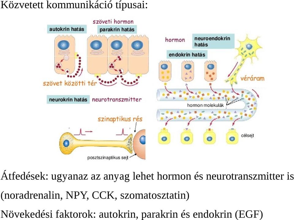 neurotranszmitter is (noradrenalin, NPY, CCK,