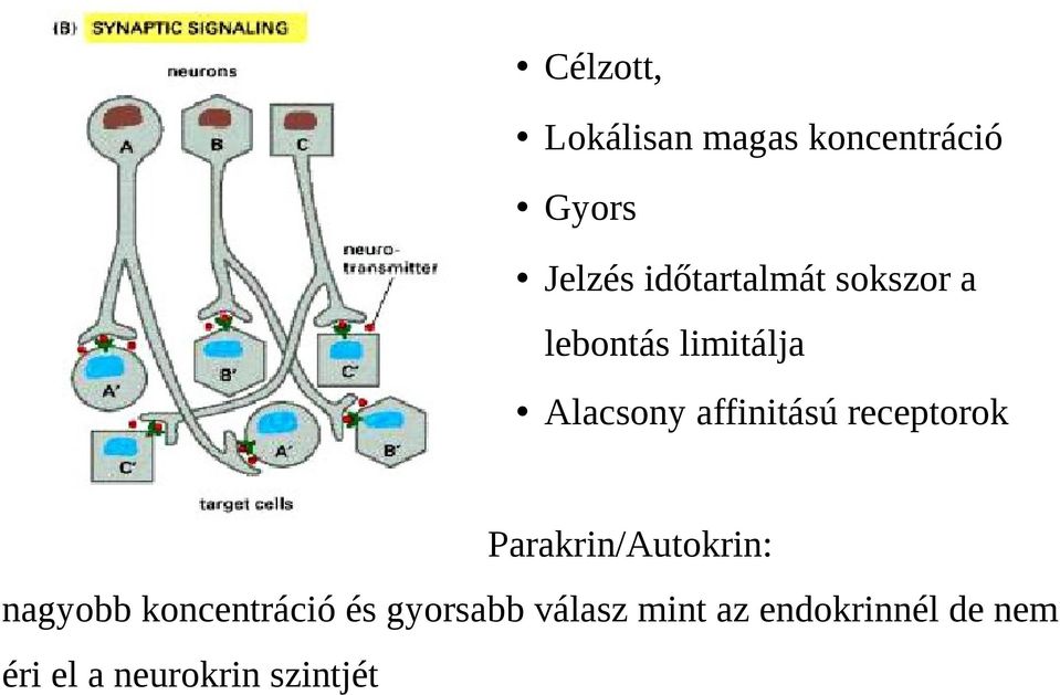 affinitású receptorok Parakrin/Autokrin: nagyobb