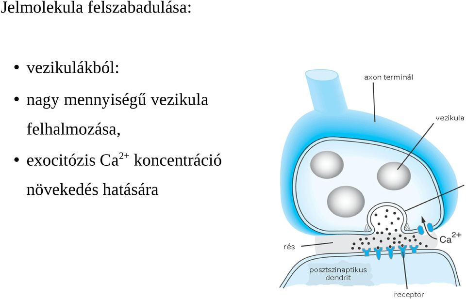 vezikula felhalmozása,