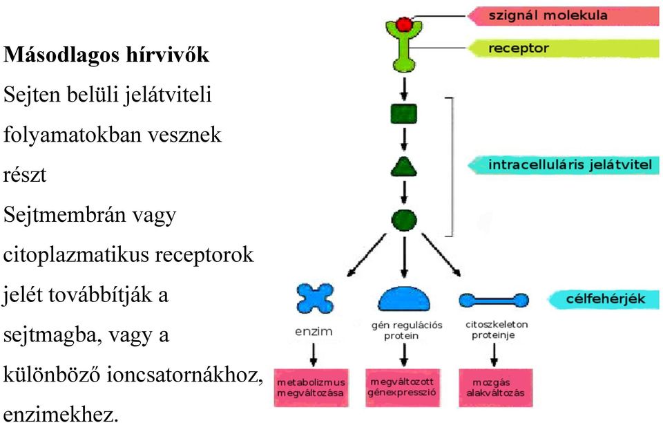 citoplazmatikus receptorok jelét továbbítják a