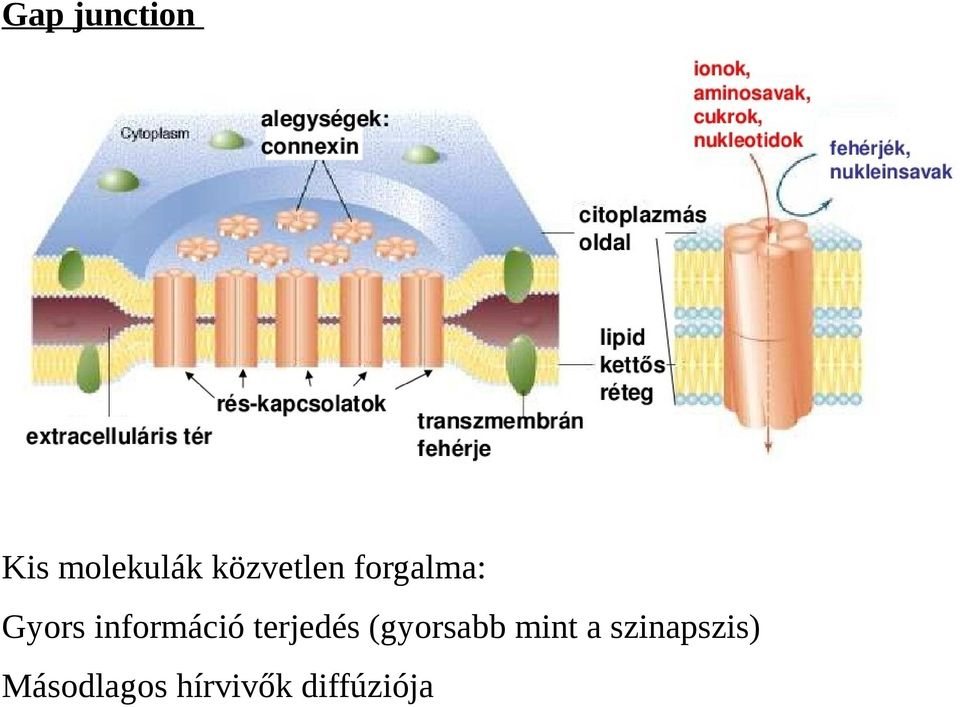 információ terjedés (gyorsabb