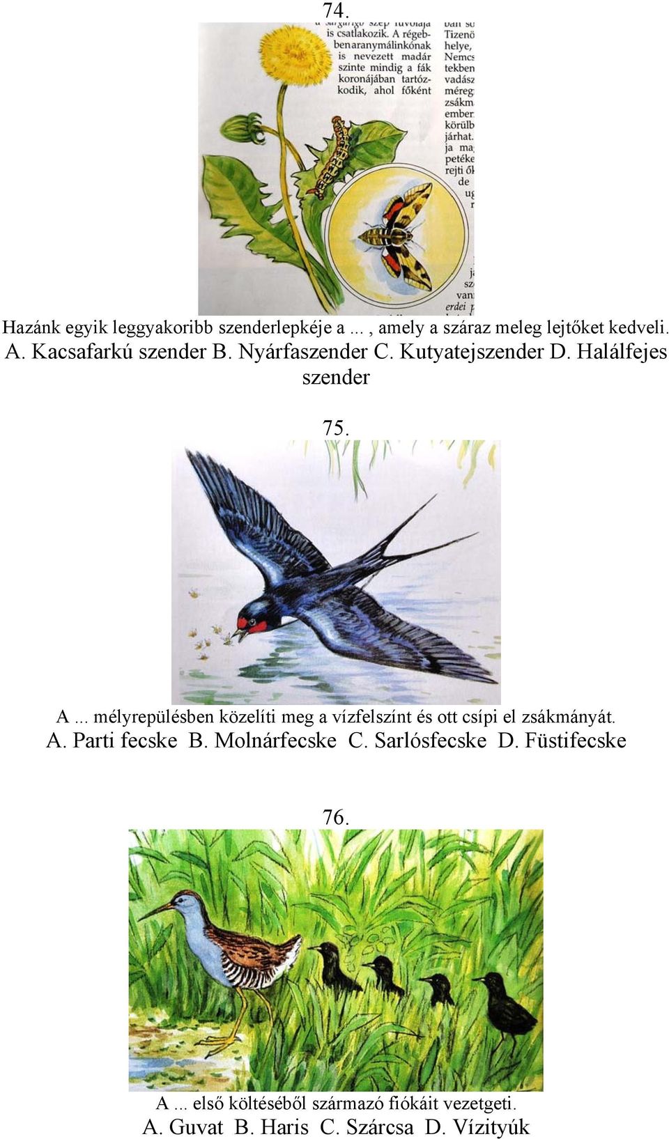 .. mélyrepülésben közelíti meg a vízfelszínt és ott csípi el zsákmányát. A. Parti fecske B.