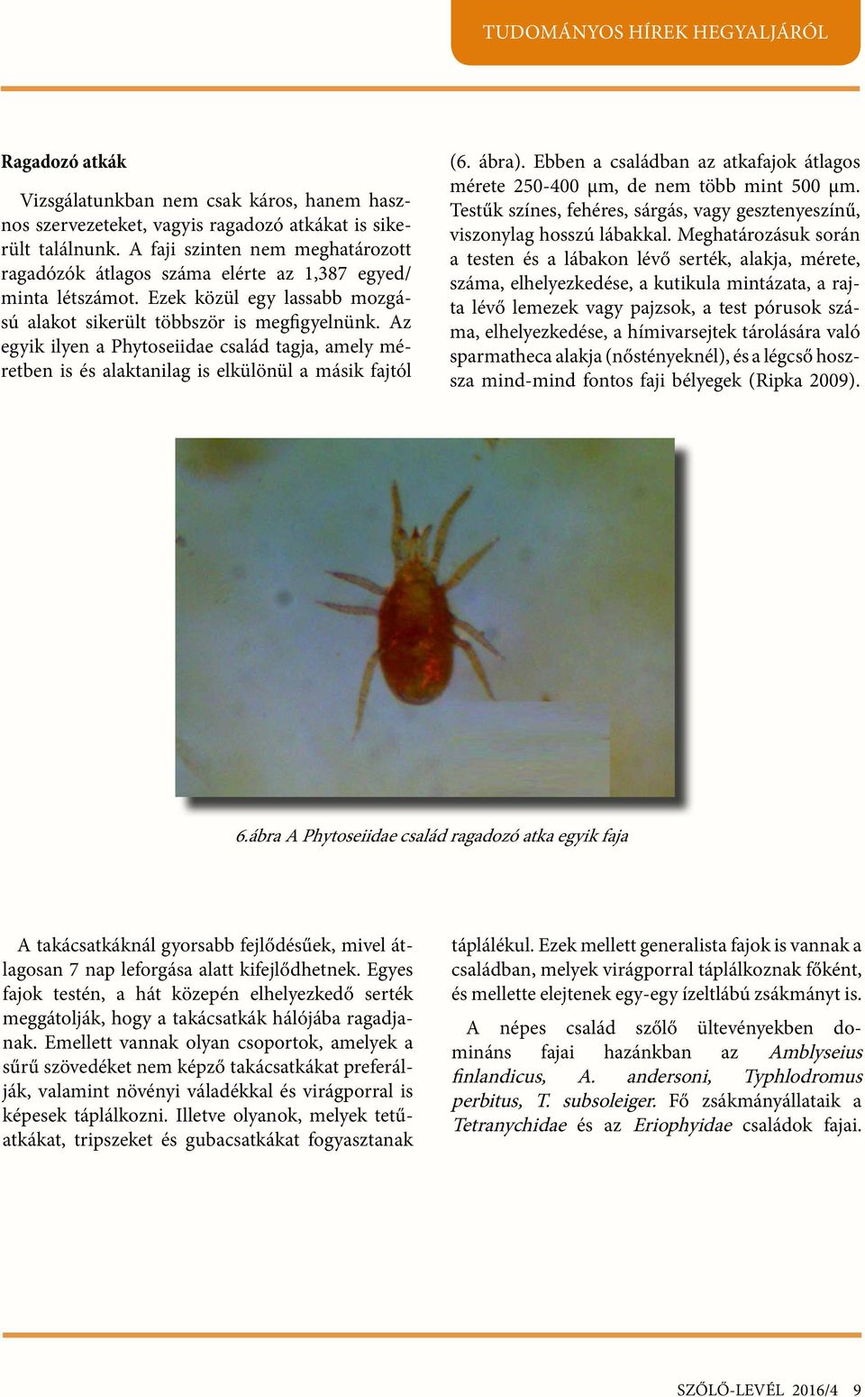 Az egyik ilyen a Phytoseiidae család tagja, amely méretben is és alaktanilag is elkülönül a másik fajtól (6. ábra). Ebben a családban az atkafajok átlagos mérete 250-400 µm, de nem több mint 500 µm.