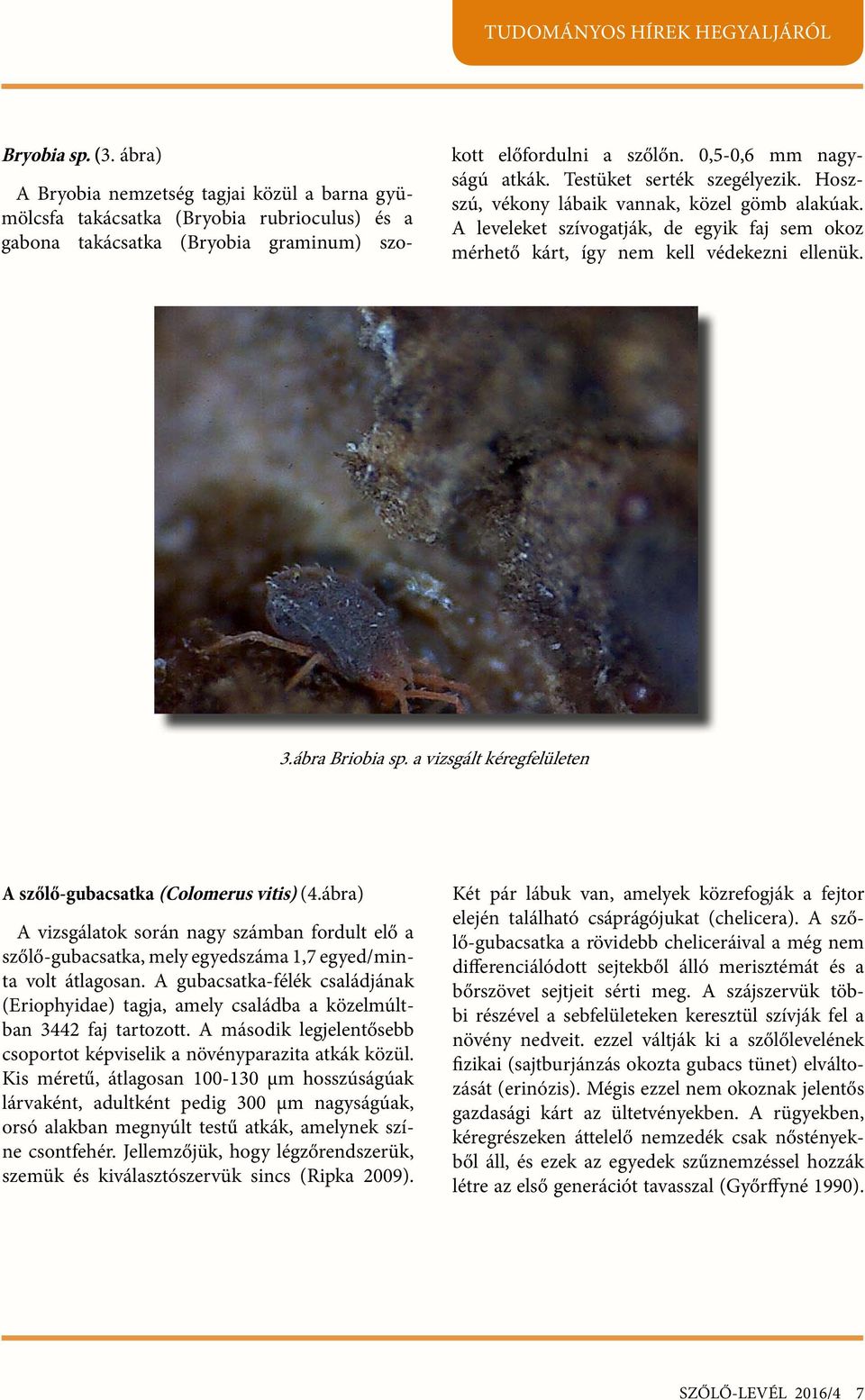 3.ábra Briobia sp. a vizsgált kéregfelületen A szőlő-gubacsatka (Colomerus vitis) (4.