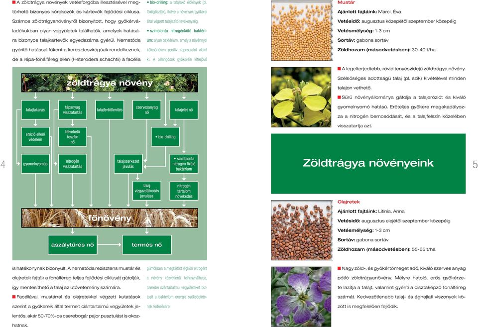 Nematóda gyérítő hatással főként a keresztesvirágúak rendelkeznek, de a répa-fonálféreg ellen (Heterodera schachtii) a facélia bio-drilling: a talajlakó élőlények (pl.