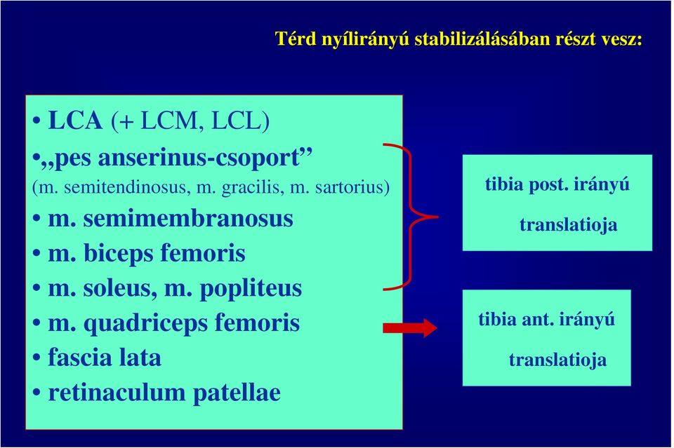 semimembranosus m. biceps femoris m. soleus, m. popliteus m.
